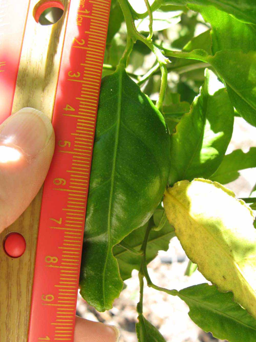              Unifoliolate leaf (Winter Haven, FL)       